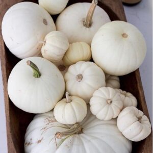 Heirloom White Collection