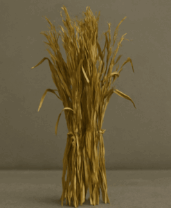 Corn Stalks