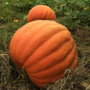 Big Mac Pumpkin